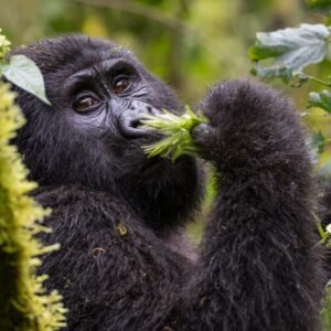UGANDA