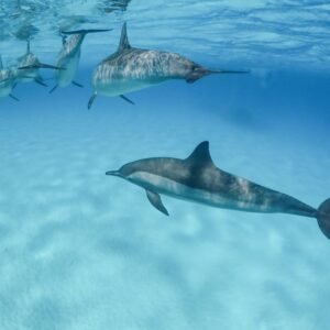 Sharm per Sea Lovers