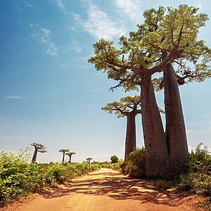 MADAGASCAR-02