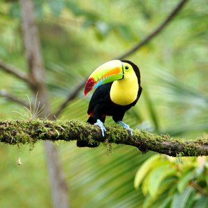 COSTA RICA