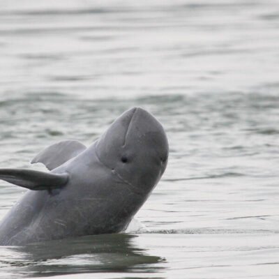 79uas0i6nj_Mekong_Irrawaddy_Dolphin_breaching__c__WWF_Greater_Mekong