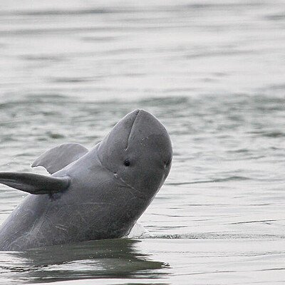 79uas0i6nj_Mekong_Irrawaddy_Dolphin_breaching__c__WWF_Greater_Mekong