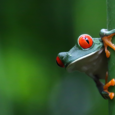Costa Rica (3)