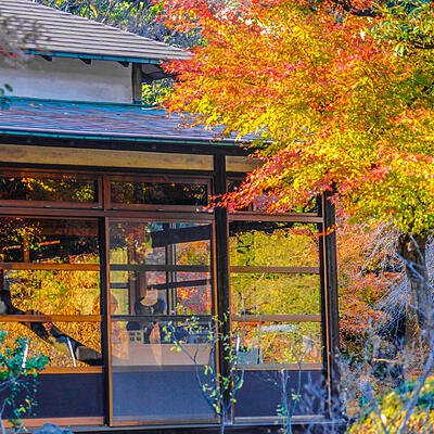 Giappone Foliage 2