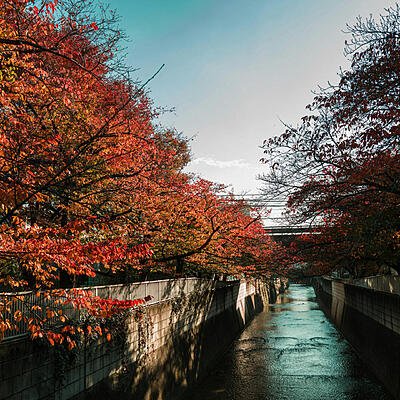 Giappone Foliage 4