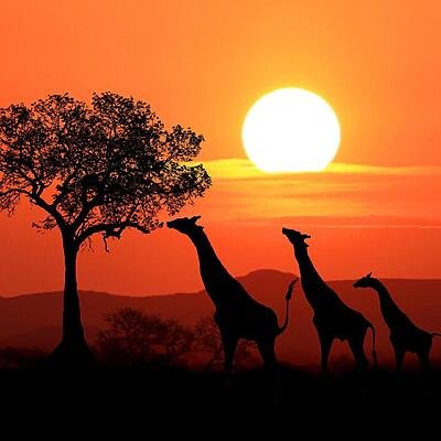 Kenya (1)