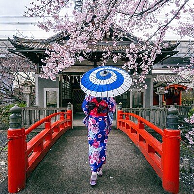 Asian woman wearing japanese traditional kimono and cherry blossom in spring, Kyoto temple in Japan.