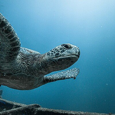 baja_california (3)