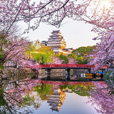 Cherry blossoms and castle in Himeji, Japan.