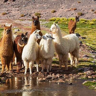 Llama in Argentina
