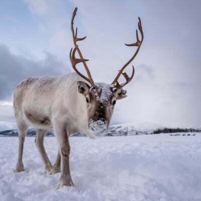 Portrait of a reindeer with massive antlers pulling sleigh in snow, Tromso region, Northern Norway